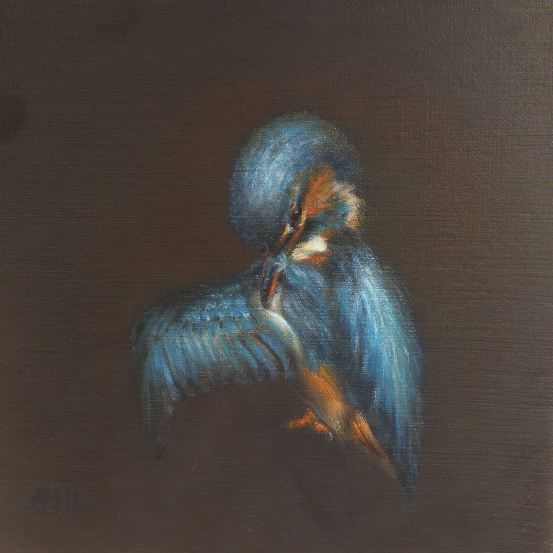 Kingfisher IJsvogel