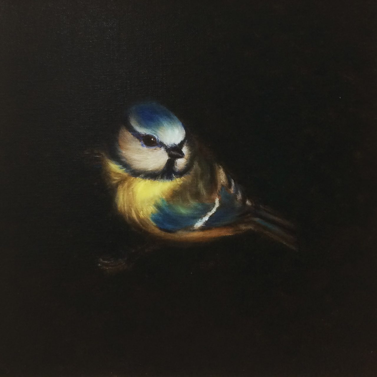 Bleu tit “Pimpelmees“ II - Carré PM, Anna van Oel