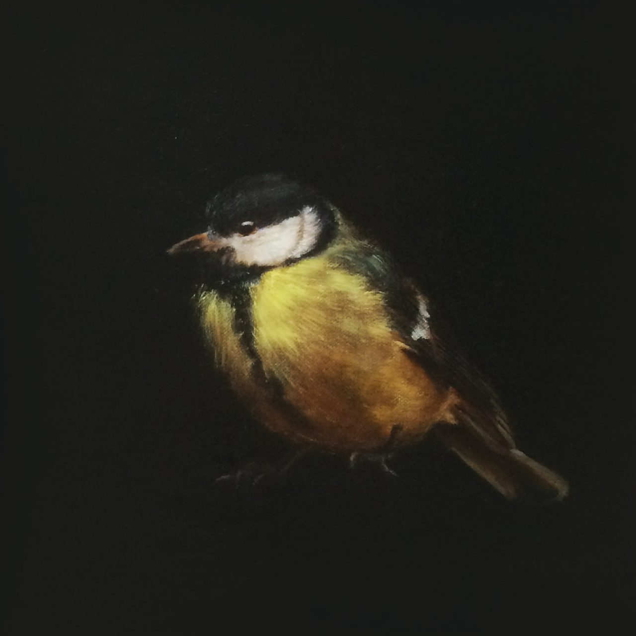 Great tit / Koolmees - Carré PM, Anna van Oel